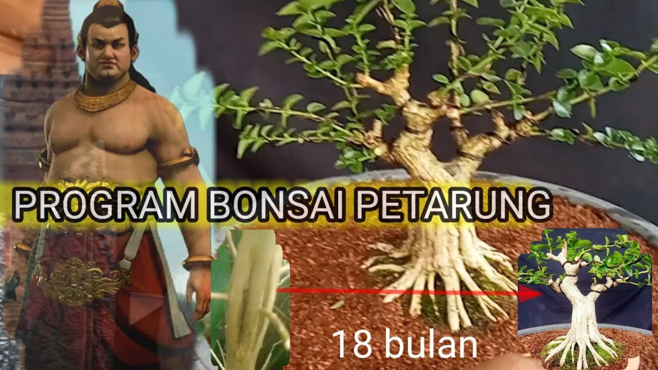 PROGRAM BONSAI  SANCANG PETARUNG KONTES PROYEK 18 BULAN,PREMNA