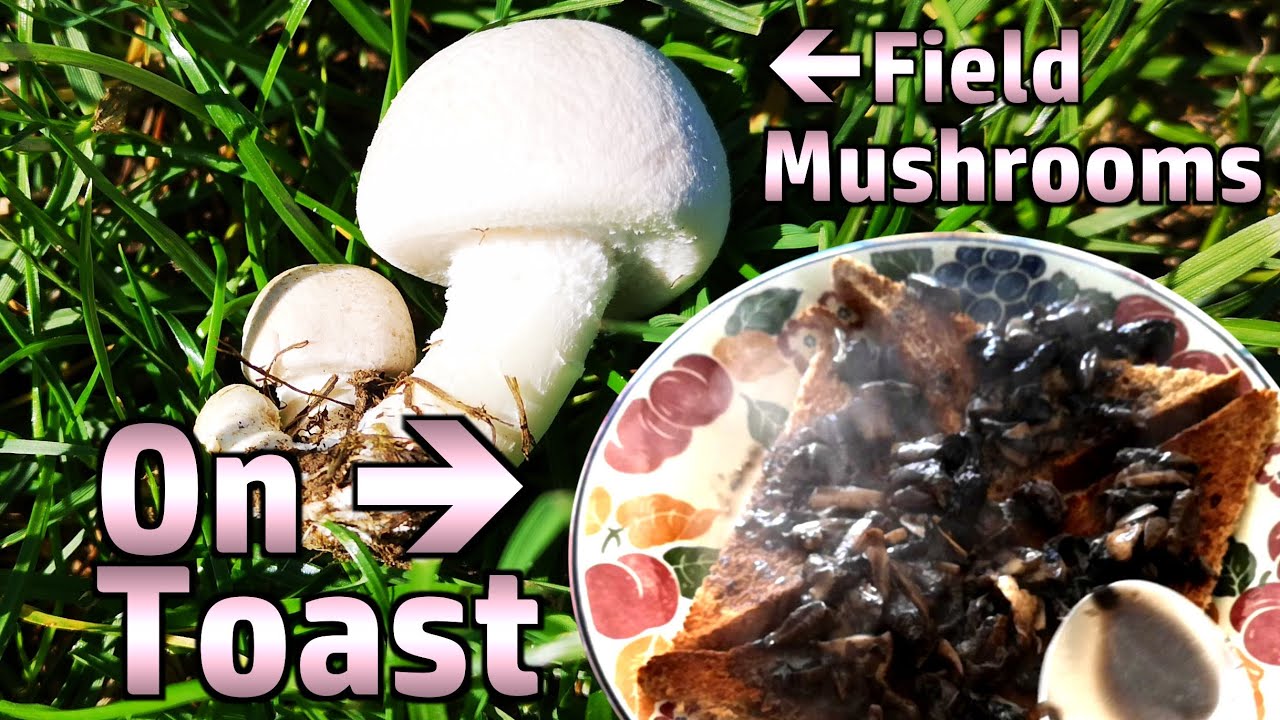 Foraging Field Mushrooms & Making Mushrooms On Toast