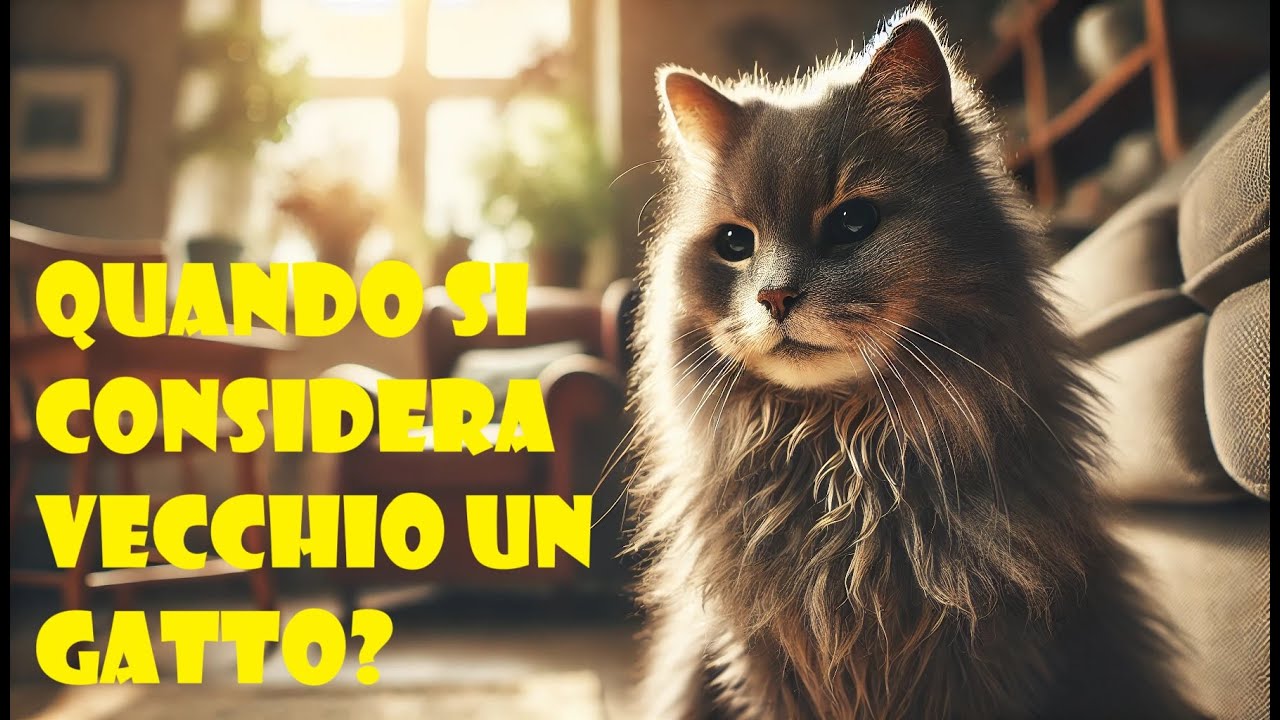Quando si considera vecchio un gatto?