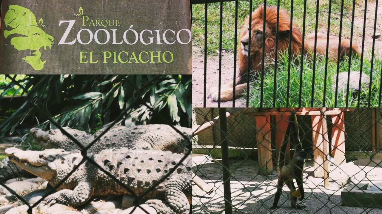 Zool&oacute;gico de El Picacho, Tegucigalpa 🇭🇳