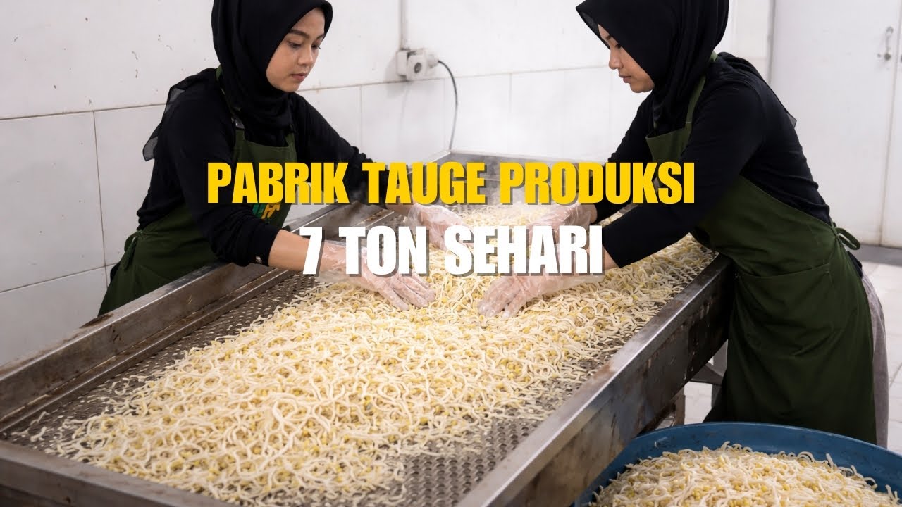 Pabrik Tauge Ini Bisa Panen 7 Ton Sehari, Intip Cara Produksinya!