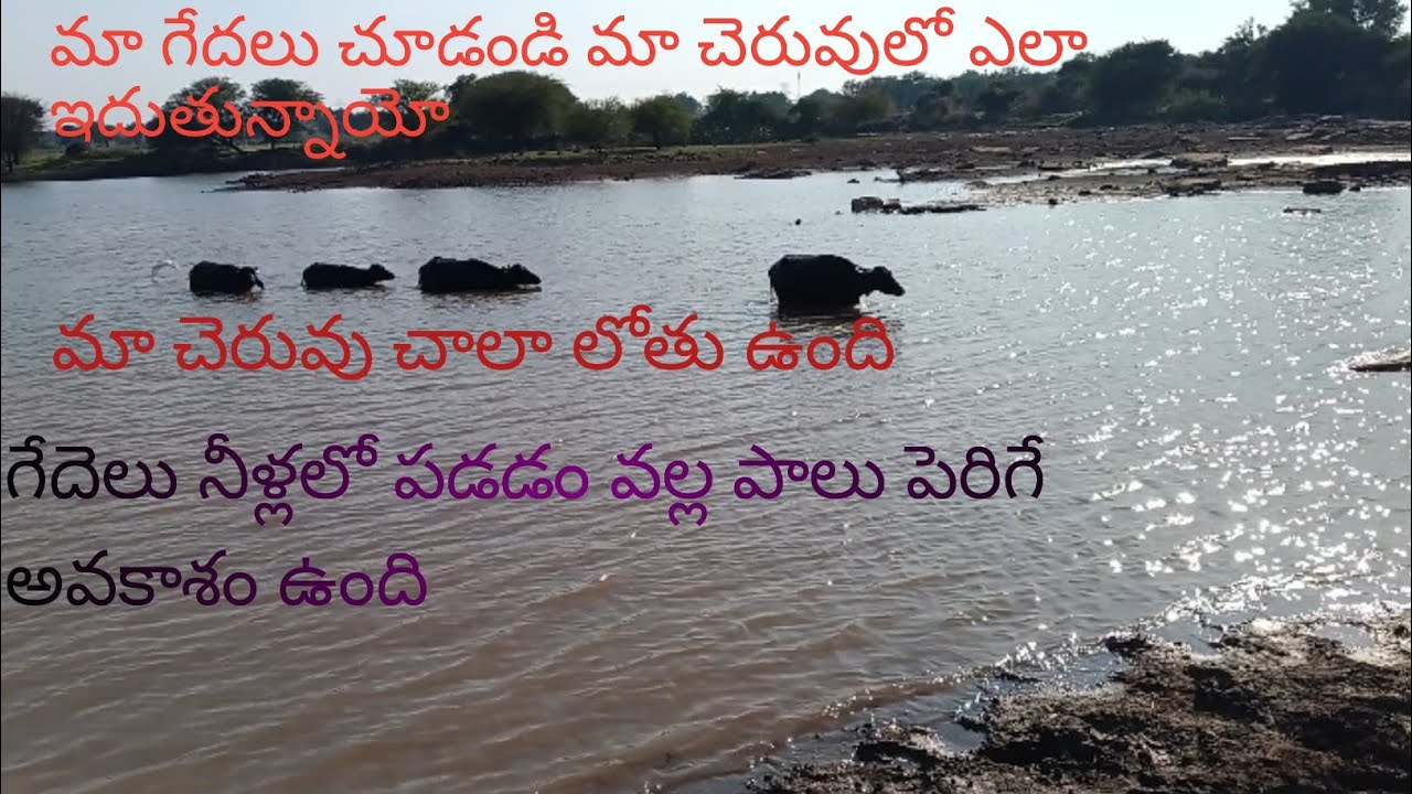మా గేదలు చూడండి ఎలా ఈదుతున్నాయి చెరువులో #youtubeshorts #buffaloes #animals #vlog 
