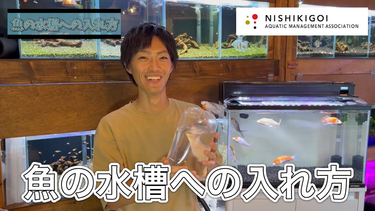 ＜KOI＞錦鯉水槽飼育普及協会#005【魚の水槽への入れ方〜水合わせ方法〜】