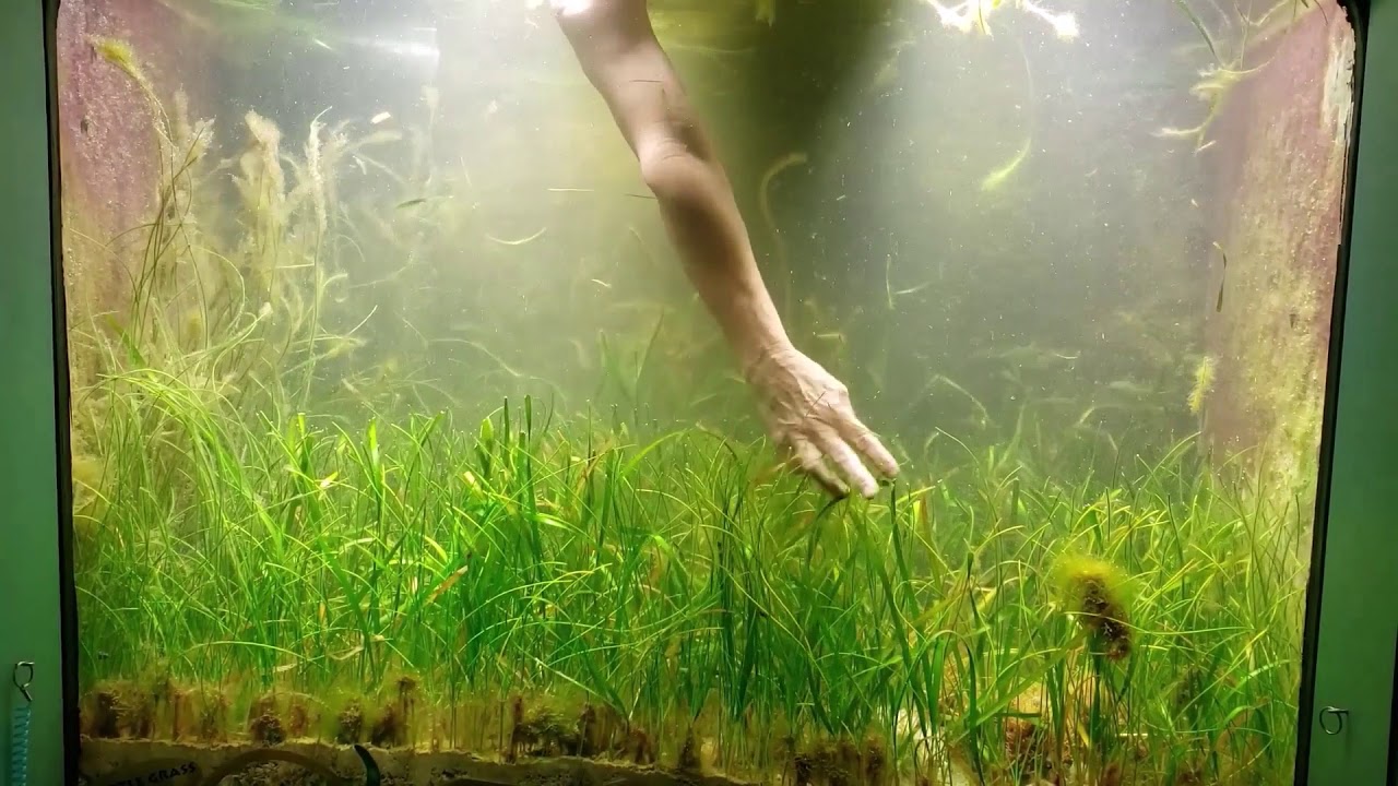 Husbandry Highlight: Seagrass 