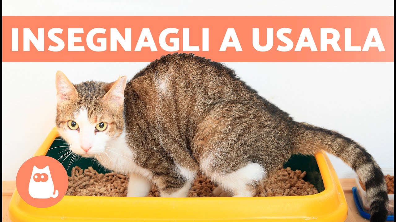 Come INSEGNARE al GATTO ad usare la LETTIERA 🐱✅ (Cuccioli e Adulti)