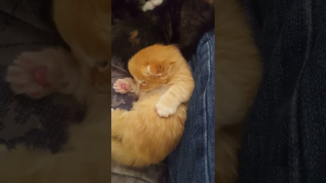 Ronja's newborn adorable kittens (week 2)