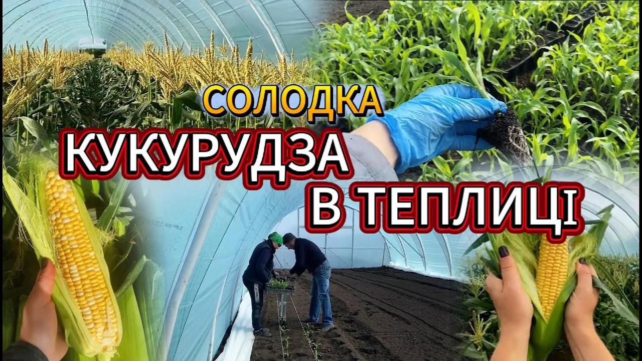 🌽Вперше садили солодку КУКУРУДЗУ В ТЕПЛИЦІ 😍 Наш досвід