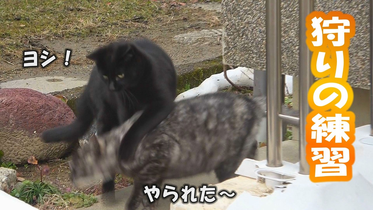 狐と狸と猫が来る家DAY37雪の午後編 姉弟で狩りの練習です。雪なのに元気すぎます〜