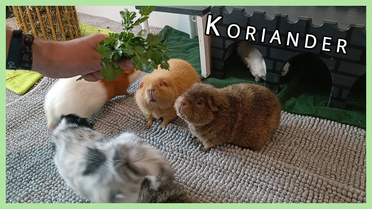 M&ouml;gen unsere Schweinchen Koriander? | Futterkritiker Koriander