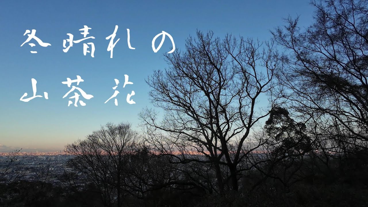 2026年　初登山冬晴れの山茶花（サザンカ）