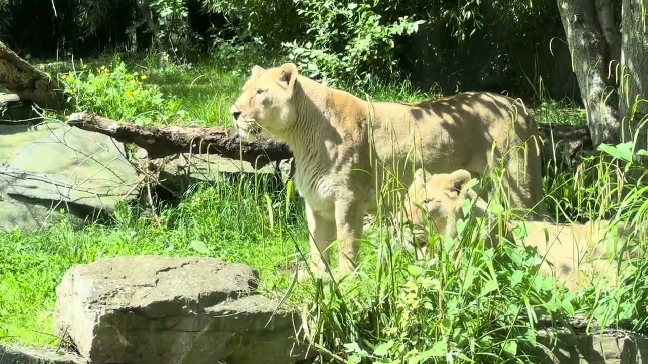 Lions of Dublin Zoo | Majestic Moments from the Heart of Nature | Ireland PART 1