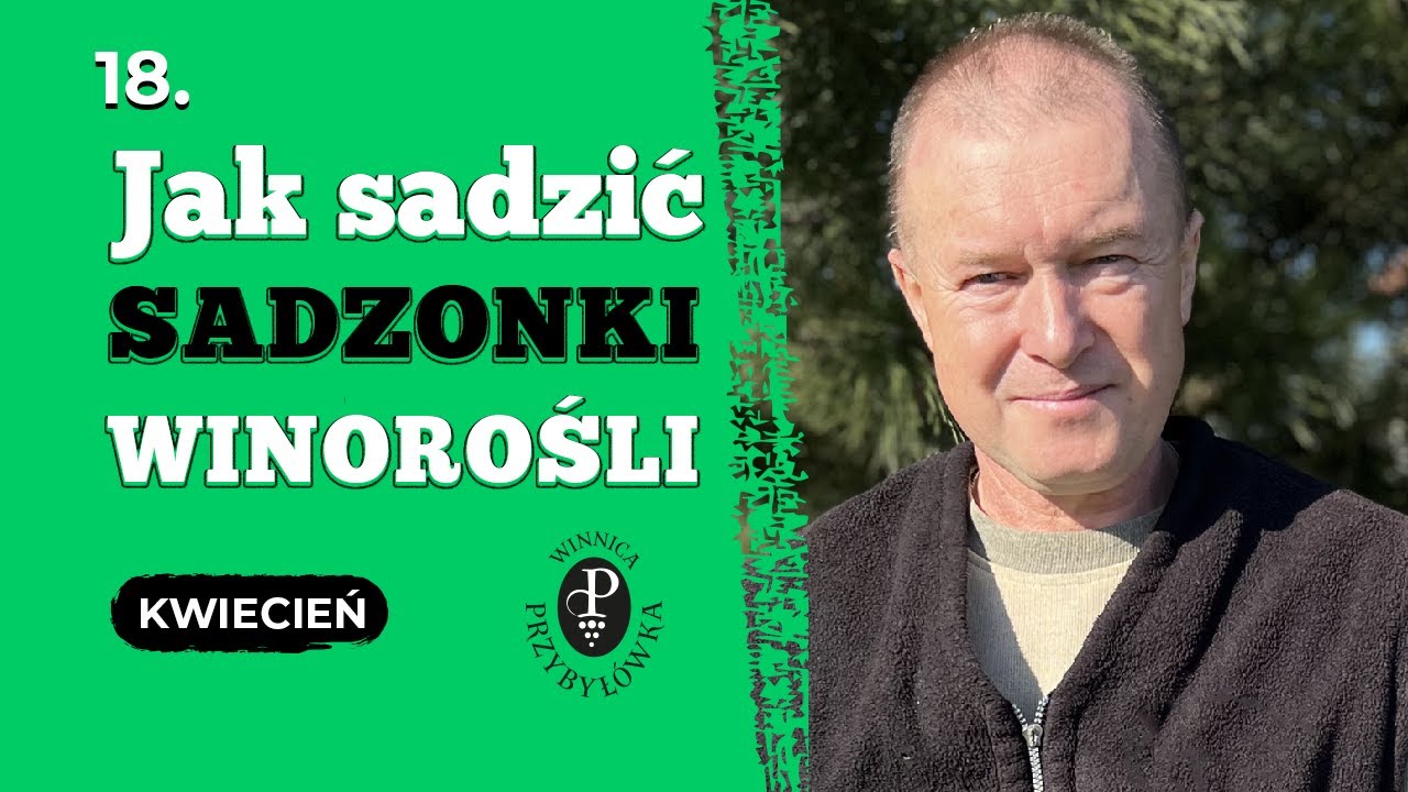 Jak poprawnie sadzić sadzonki winorośli?