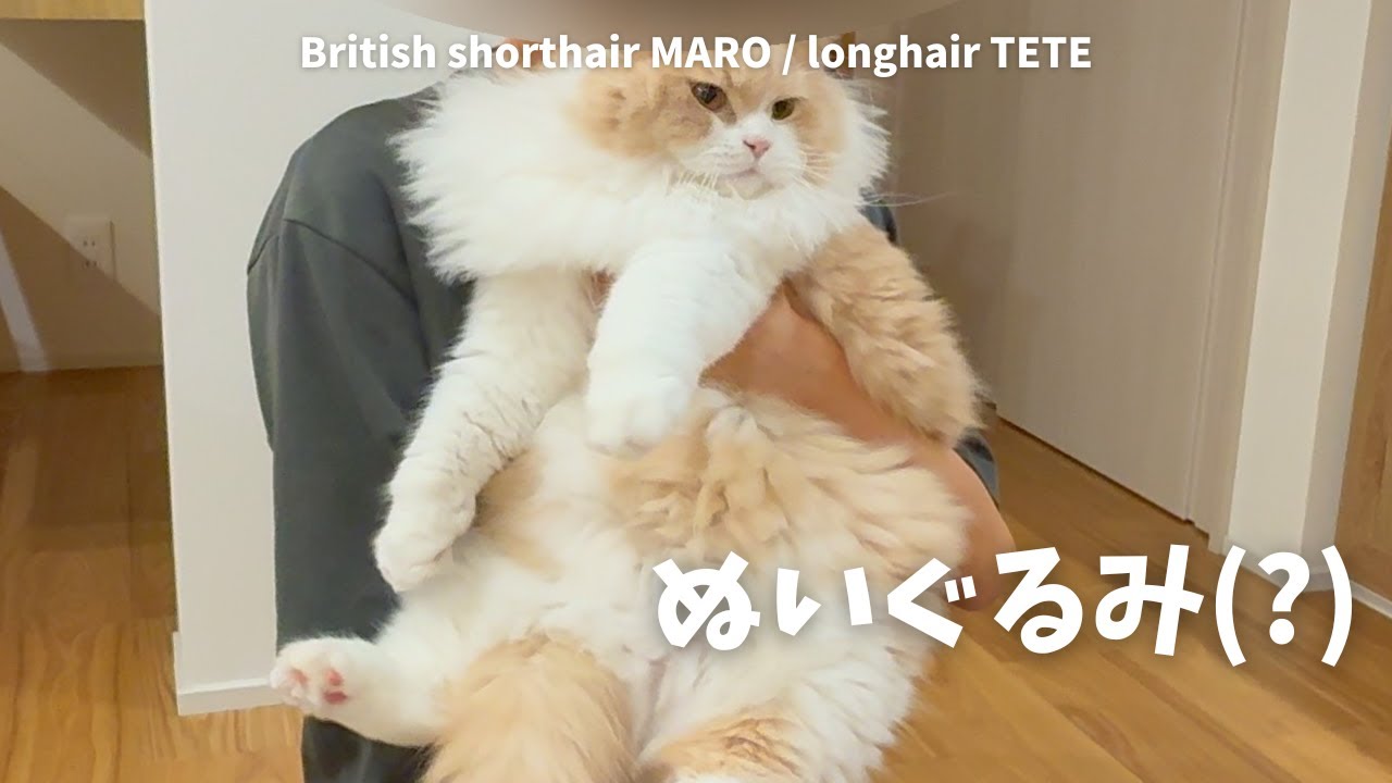 猫をながめたりもふもふしたり救出(?)したりするある一日
