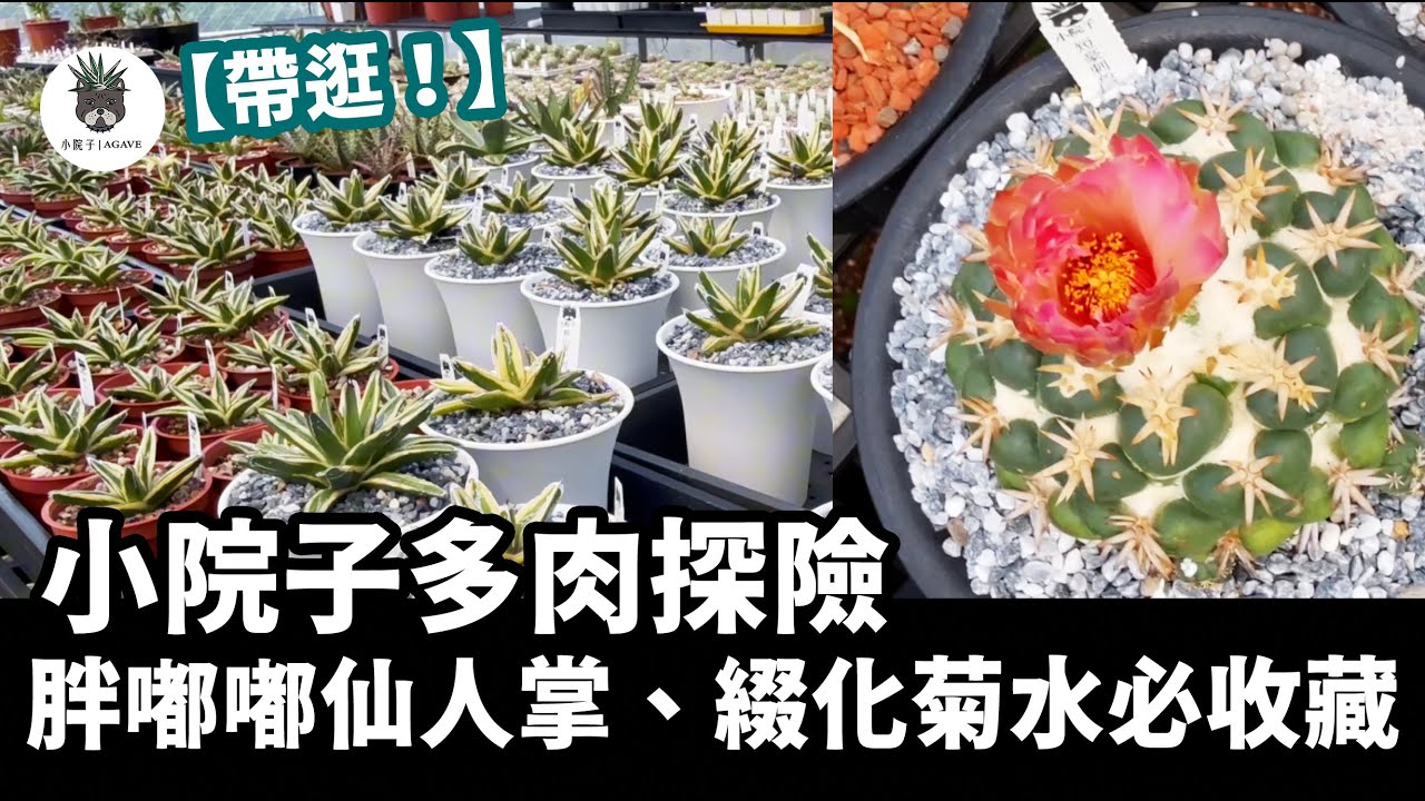 小院子多肉探險｜胖嘟嘟仙人掌、綴化菊水必收藏