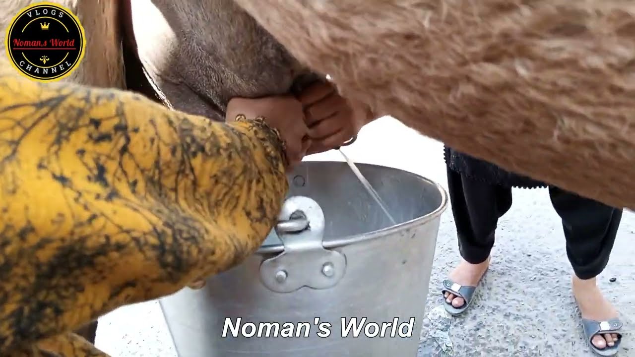 Fresh Camel Milking in Lahore Pakistan | Drinking Camel Milk For The First Time