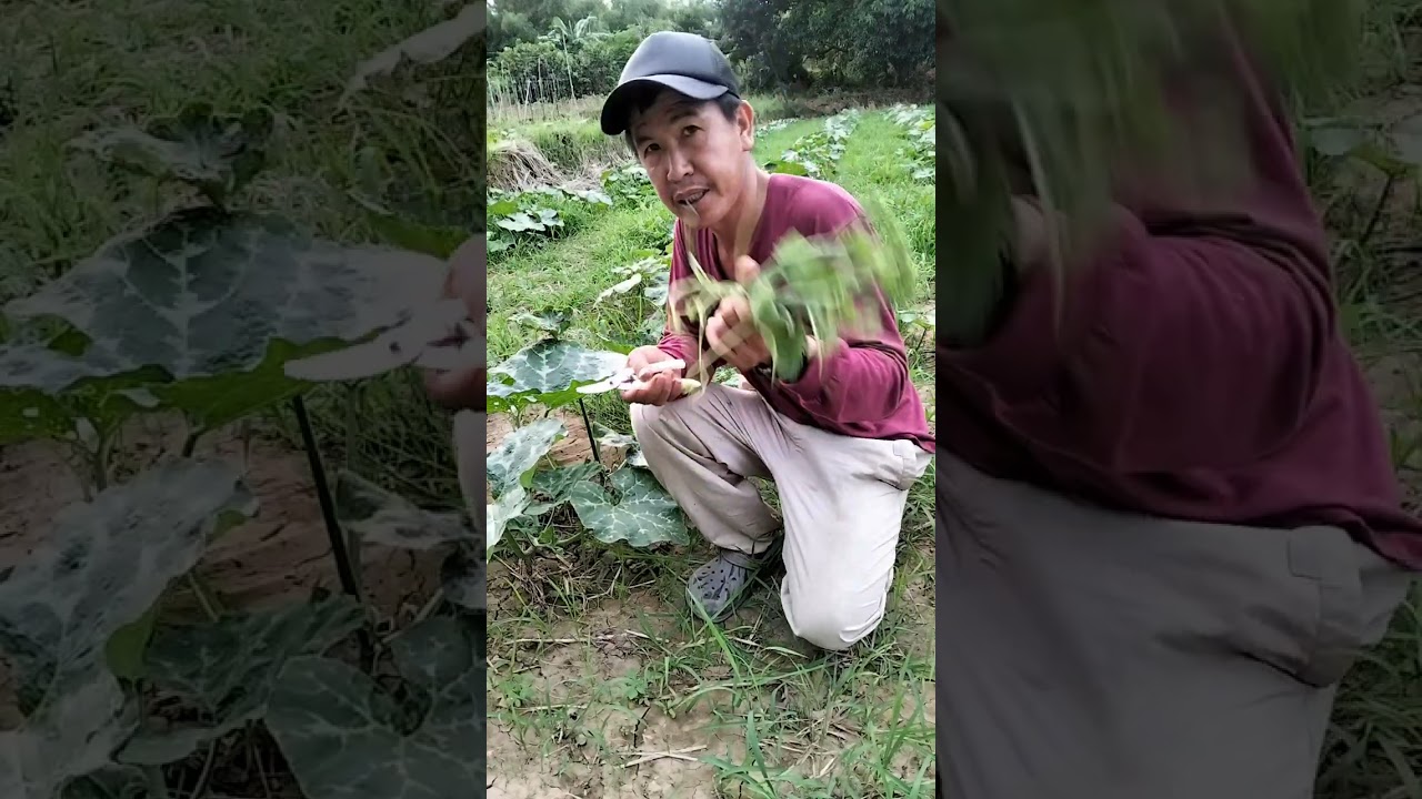 pagprunning at kahalagahan nito..para mas madaming bunga at malalaki ang bunng ng kalabasa 🌱