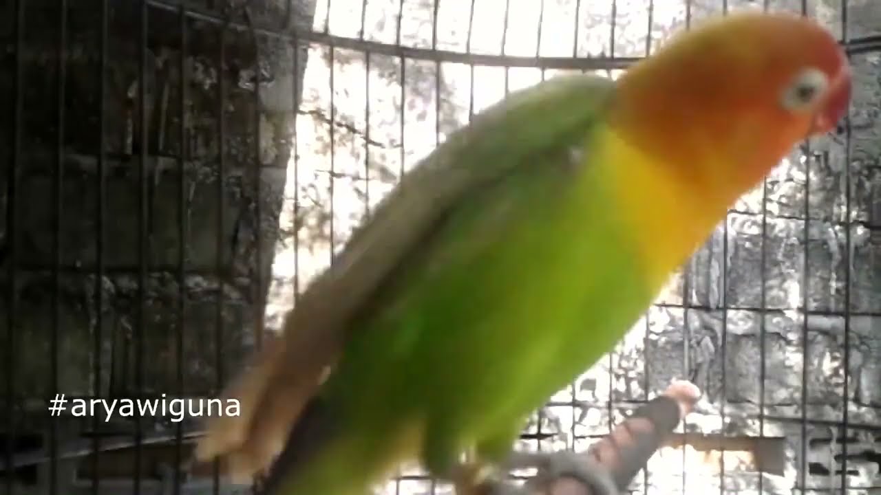 Ngetik BIASA tap MAMPU jadikan LOVEBIRD lain NGEKEK, PINTAR Memikat Lovebird Nyeret