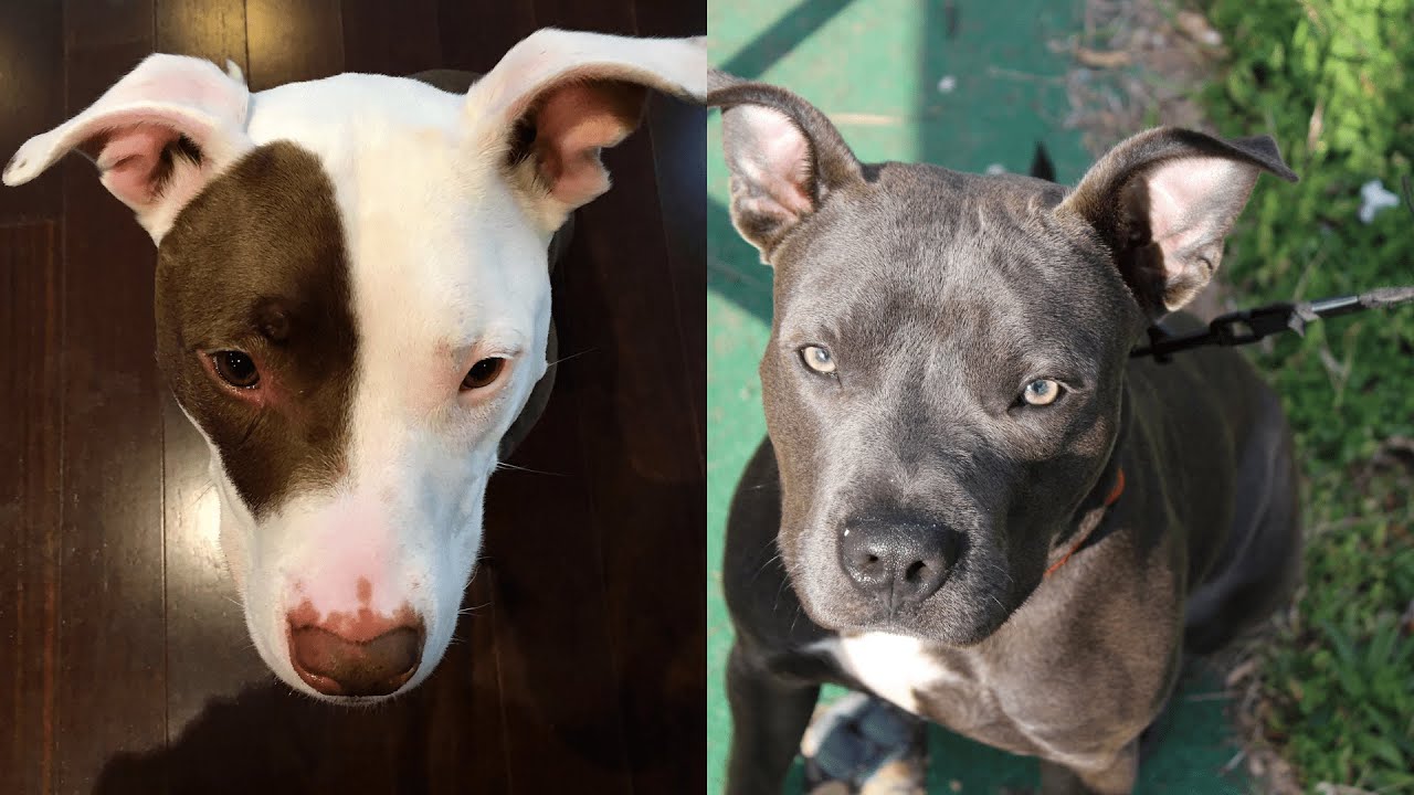 Pitbulls Being Wholesome EP. 33 | Funny and Cute Pitbull Compilation