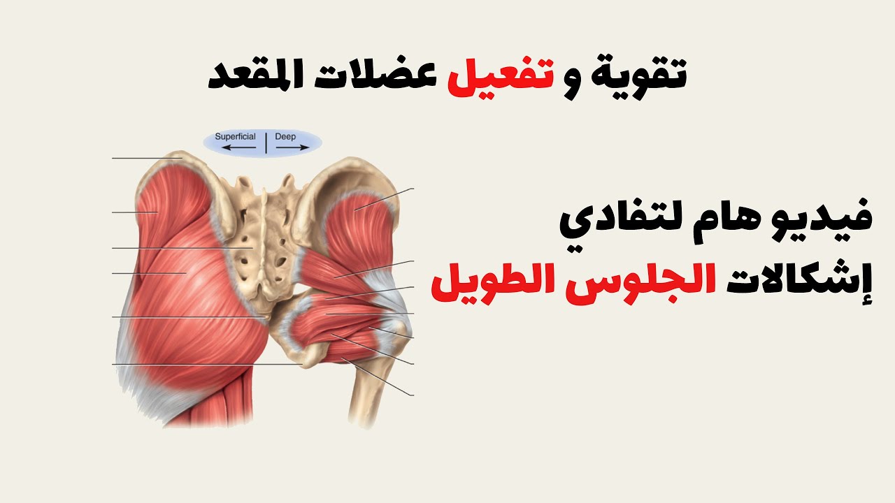 تقوية و تفعيل عضلات المقعد - فيديو هام جدا لتفادي إشكالات الجلوس الطويل على عضلات المقعد