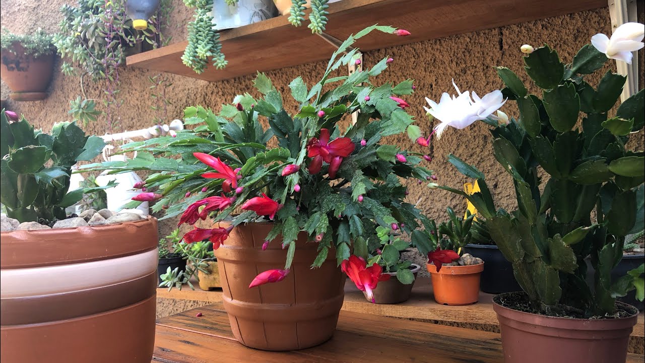 Flor de maio gosta de sol ou de sombra? Veja como PLANTAR e fazer dar MUITAS FLORES