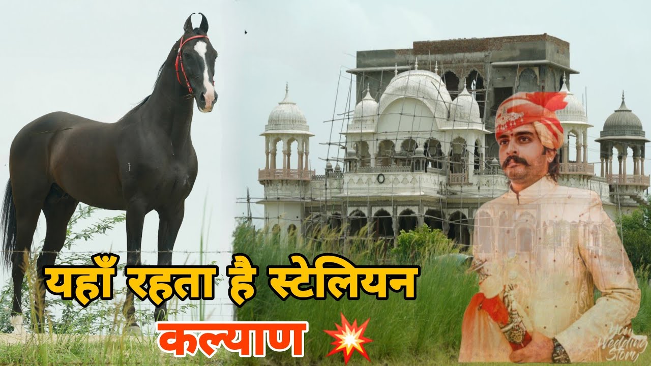 घोड़े तो बहूत देखे पर कल्याण जैसा नहीं || Marwari Stallion Kalyan || Horse Farm