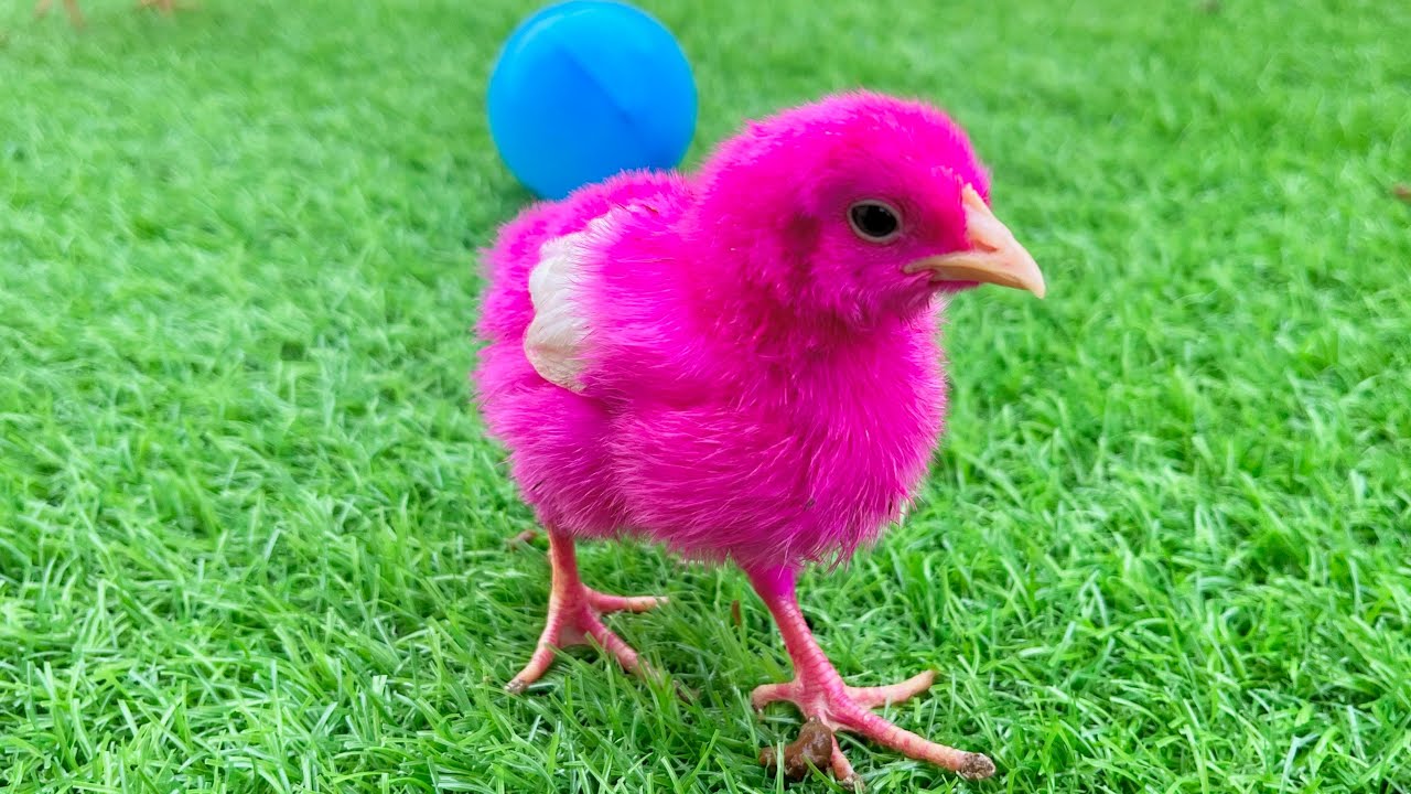 Tiny Cute Chicks Having Fun! ❤️