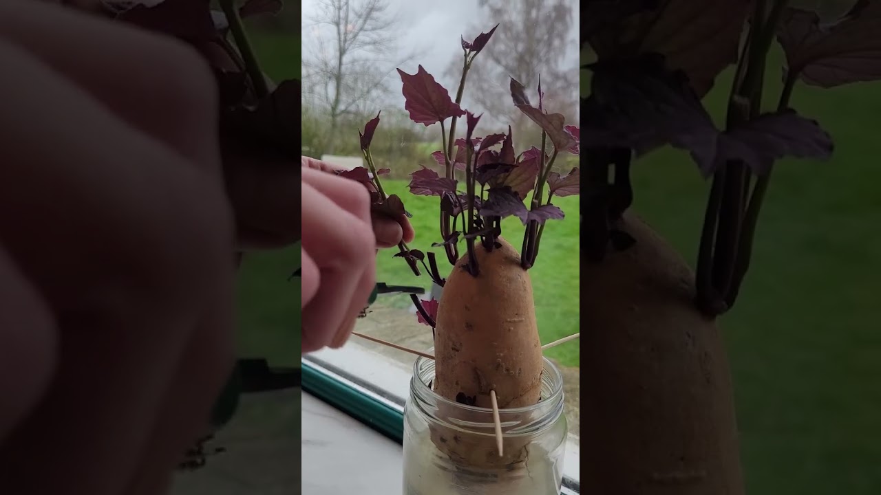 Cultiver des patates douces #astuce #potager #bouture #patatedouce