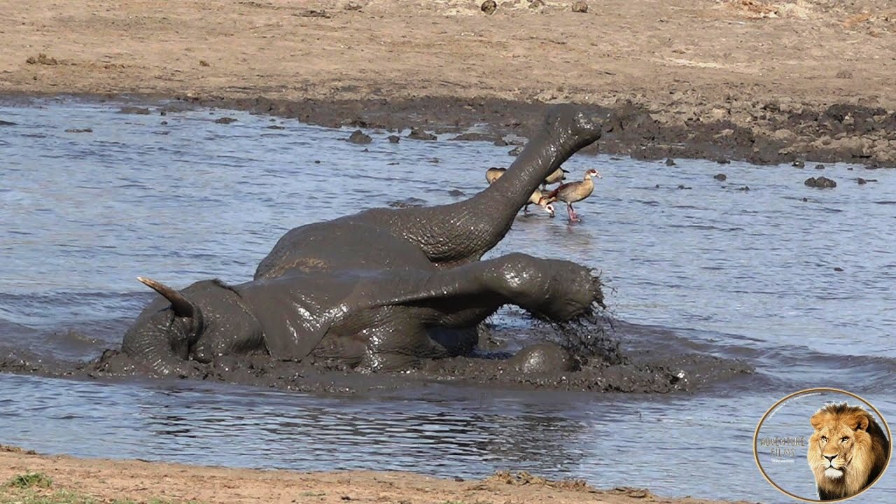 Elephant Trying To 