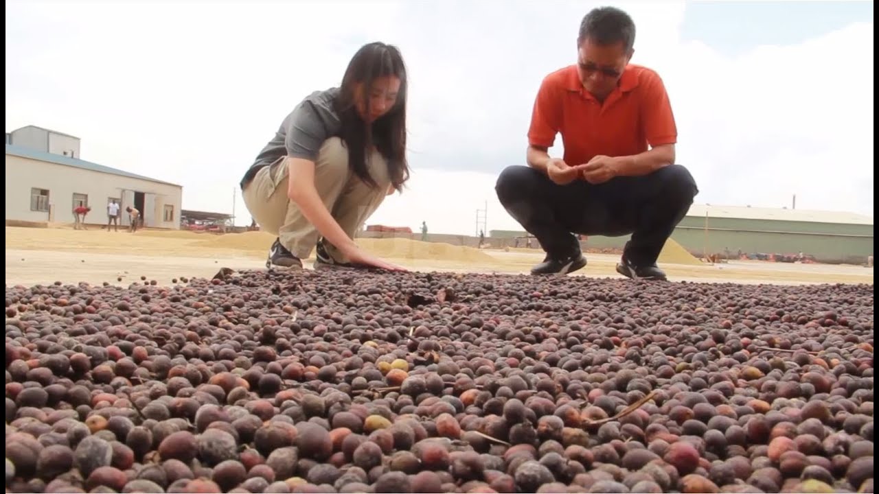 The coffee connection - Zhong Manke’s journey in Ugandan coffee production is smooth