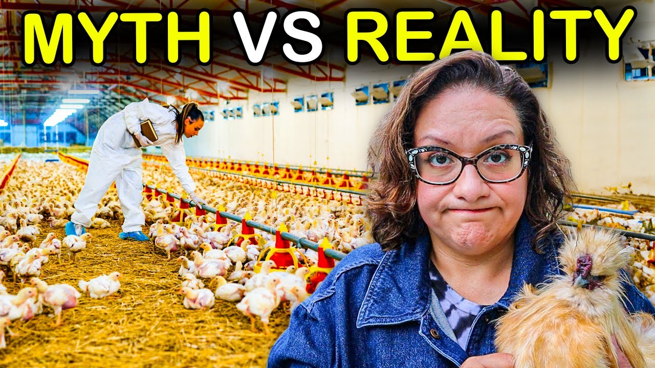 Marek's Disease in Chickens Part One - The FACTS