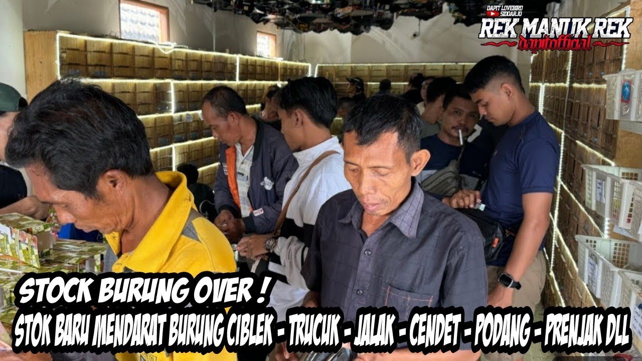 BIKIN MELONGO !!! STOK BARU MENDARAT BURUNG CIBLEK - TRUCUK - JALAK - CENDET - PODANG - PRENJAK DLL