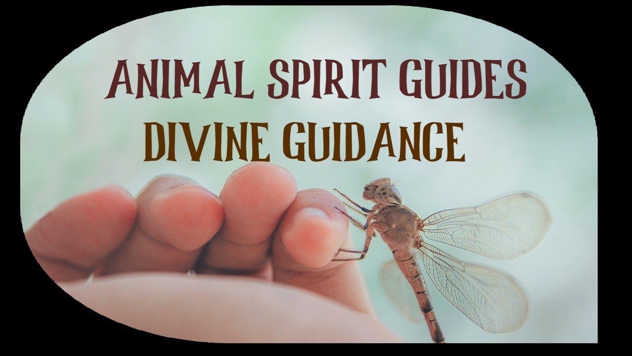 What are Animal Spirit Guides &ndash; Messages and Guidance