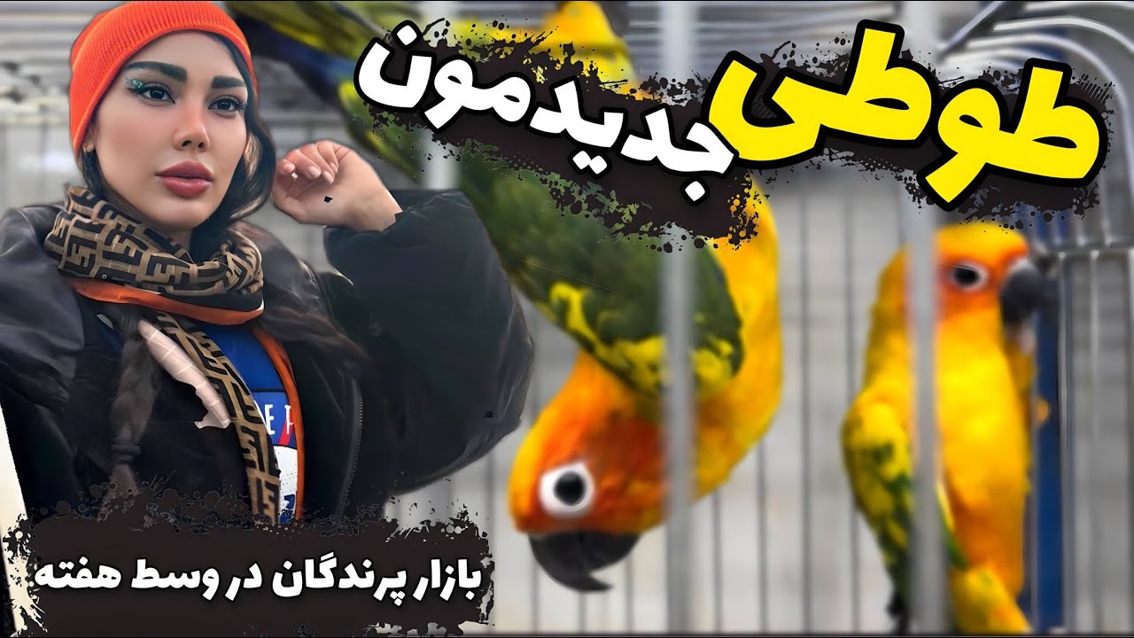 بازار پرندگان وسط هفته چه خبره؟ طوطی جدید خریدیم و کبوتر ۴۰ میلیونی دیدیم 😍😱