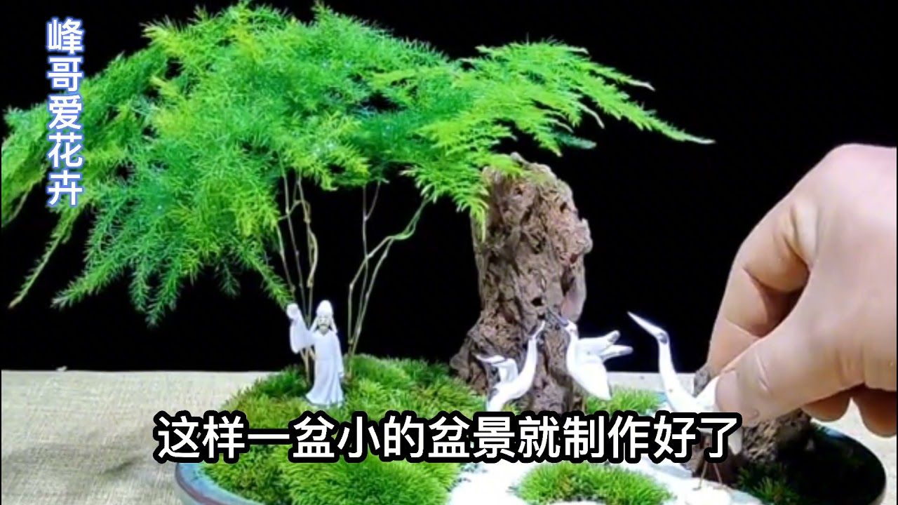 手把手教你文竹微盆景的制作方法！即简单又漂亮，赶紧动手吧！