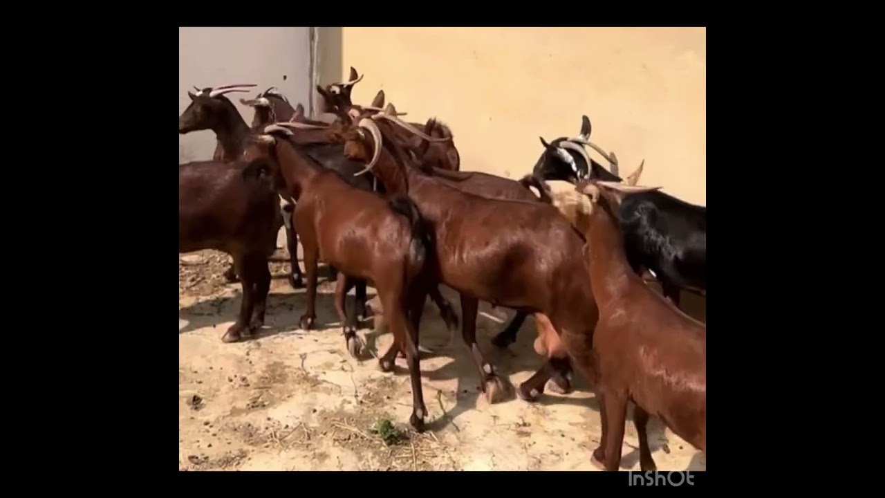 أغنام دهم جنوبيه