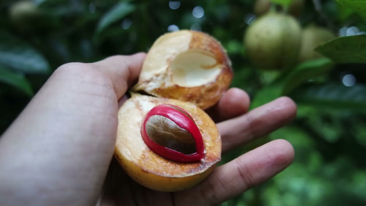 Nutmeg (Myristica fragrans) seedlings, propagated through seeds from high yielding Nutmeg trees