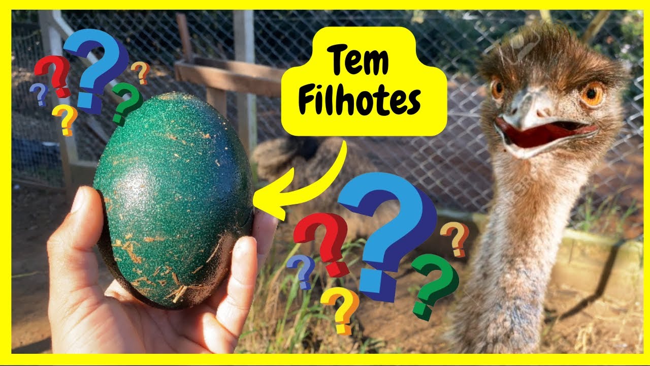 Pesando Os Ovos de Emus Australiano - Será que vem Filhotes? | Gutejando