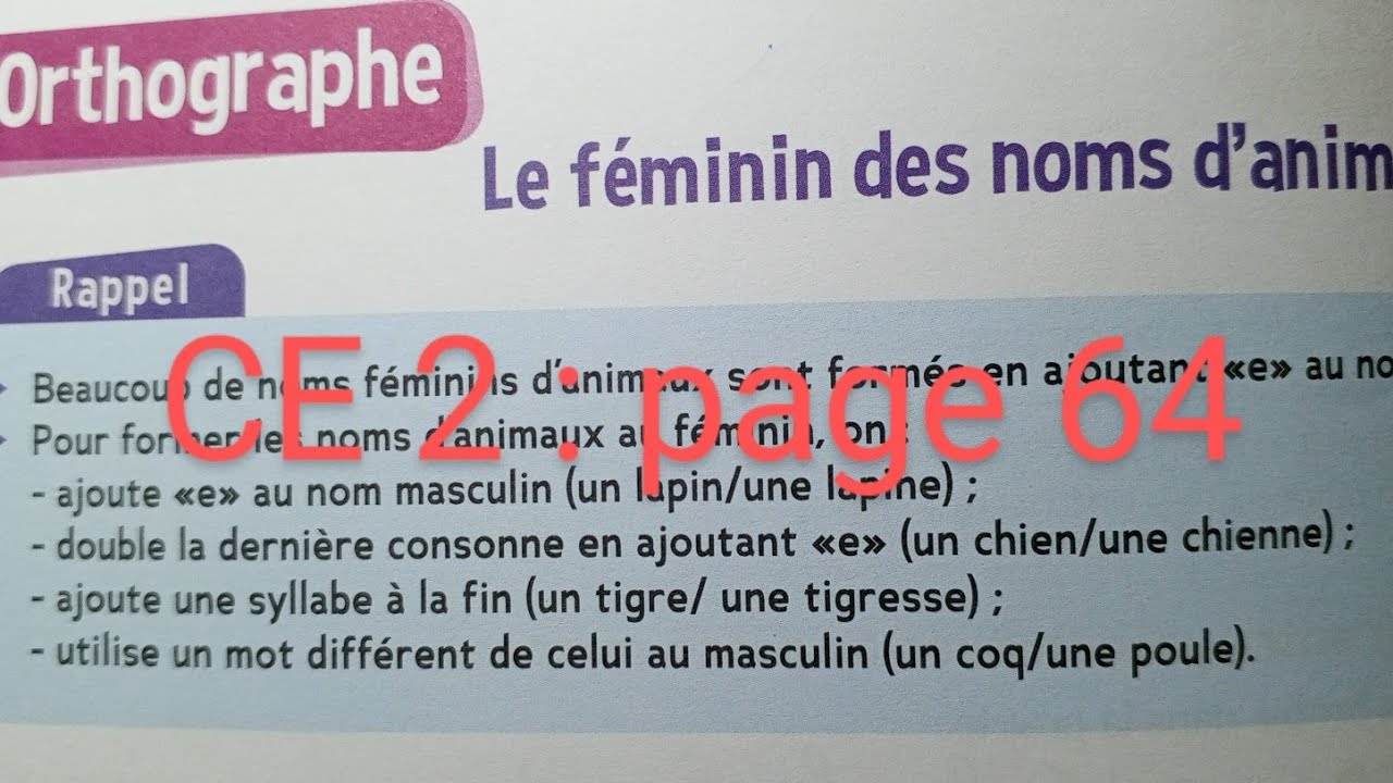 CE2 : Orthographe Le féminin des noms d' animaux . Page 64 cahier d' activités Le trésor des mots