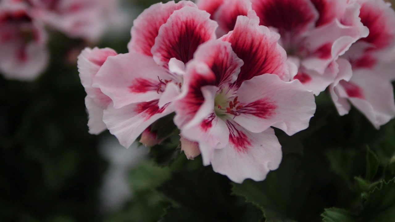 Pelargonium Grandiflorum Elegance Tony - Geranium with Flowers in spectacular Colours