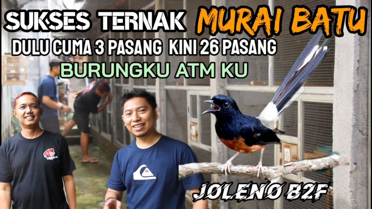 Tips sukses ternak murai batu trah jawara Joleno B2F Klaten
