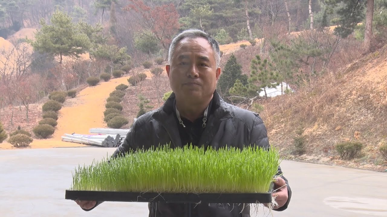 [131회] 스마트팜 새싹보리로  연매출 20억!