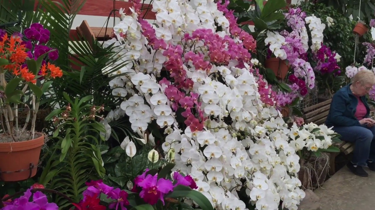 Orchid Shopping at Hausermann’s Open House