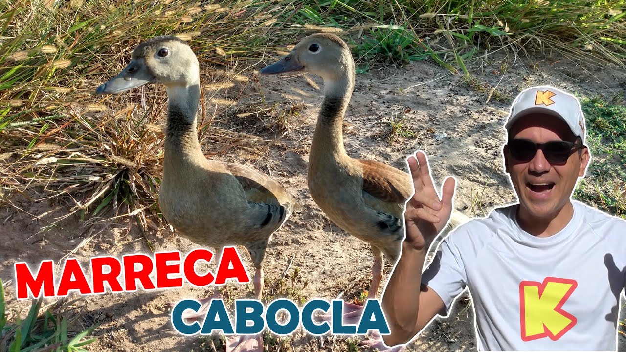 Marreca Cabocla - Marreco Selvagem - Filhote como cuidar! Comida Alimentação!