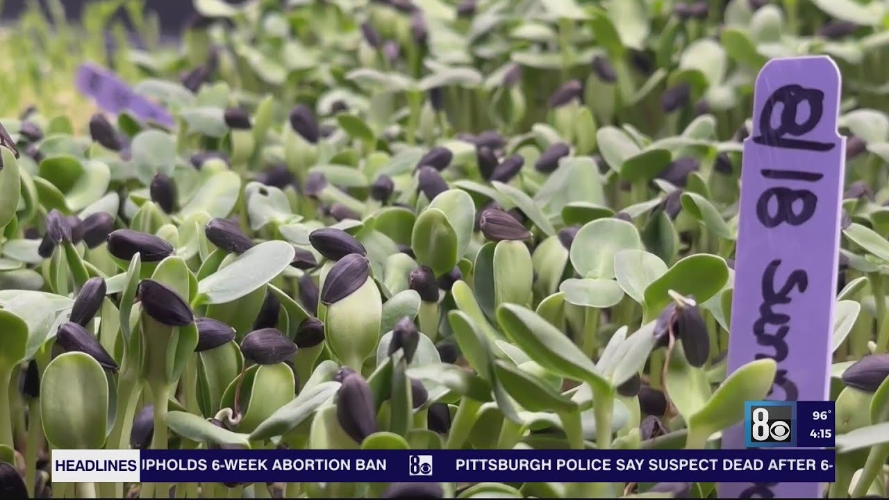 The People's Farm: Reinventing farming in Las Vegas