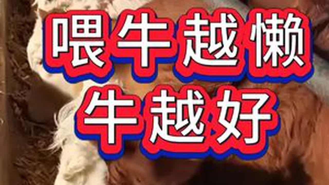 #养牛#牛羊养殖#新手养牛#养牛人