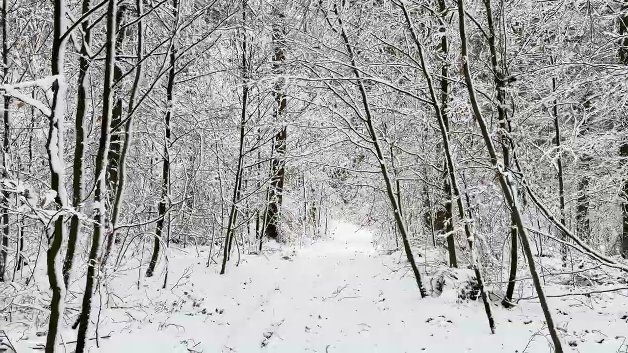 A Snowy Sunday in a Winter Wonderland Forest | 4K Nature Walk in Switzerland