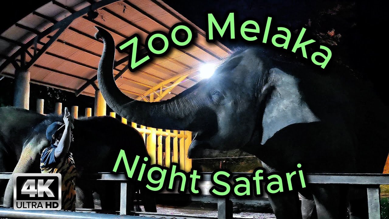 First Time Visit Zoo at Night - Zoo Melaka Night Safari