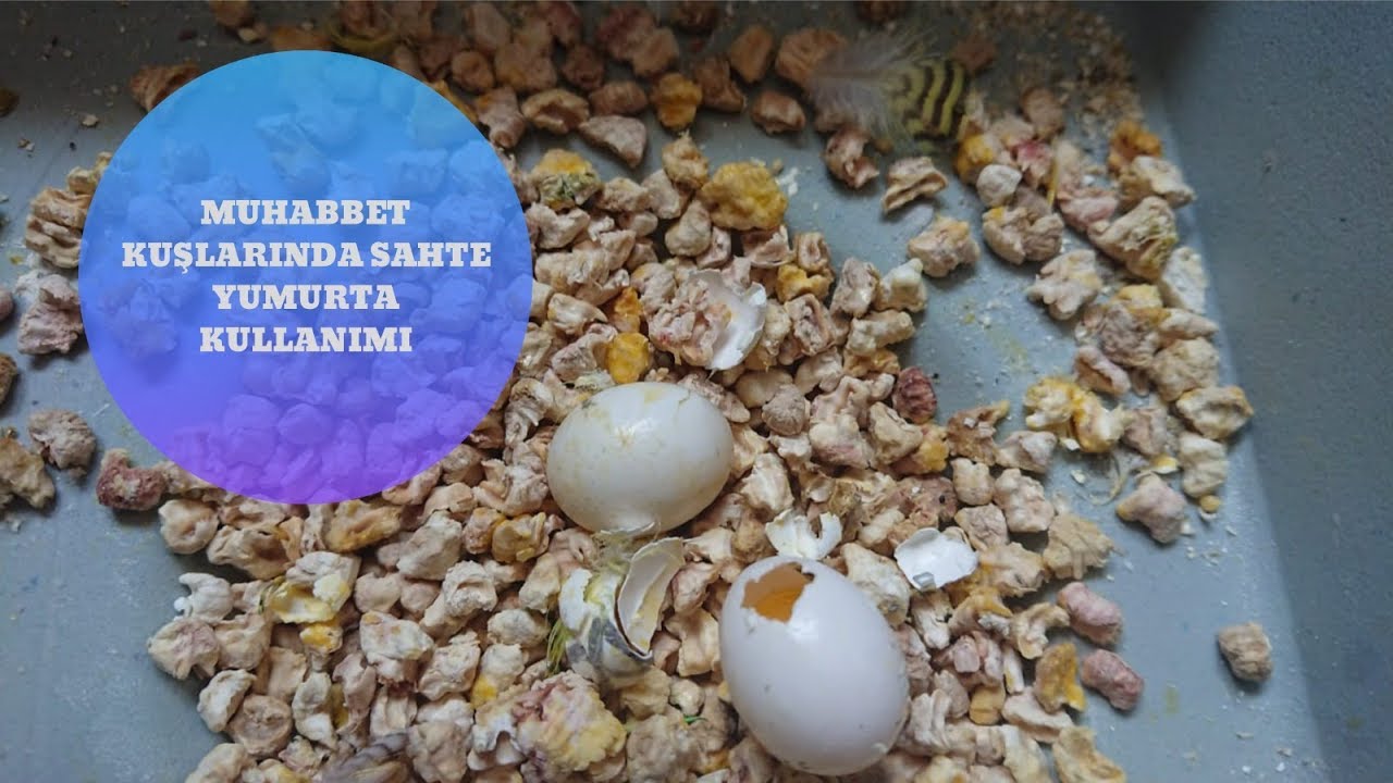 Kuşlar Neden Yumurtasını Kırar?