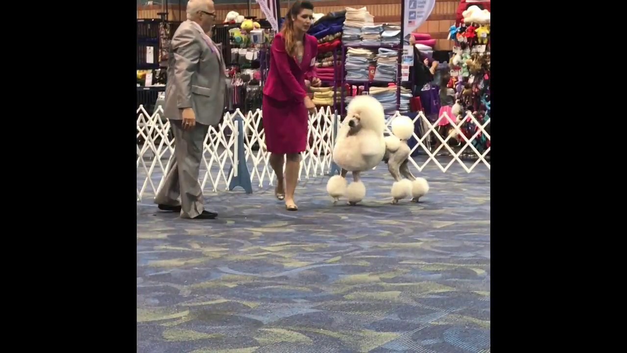 The Creole Poodle Club of New Orleans Specialty August 5, 2017