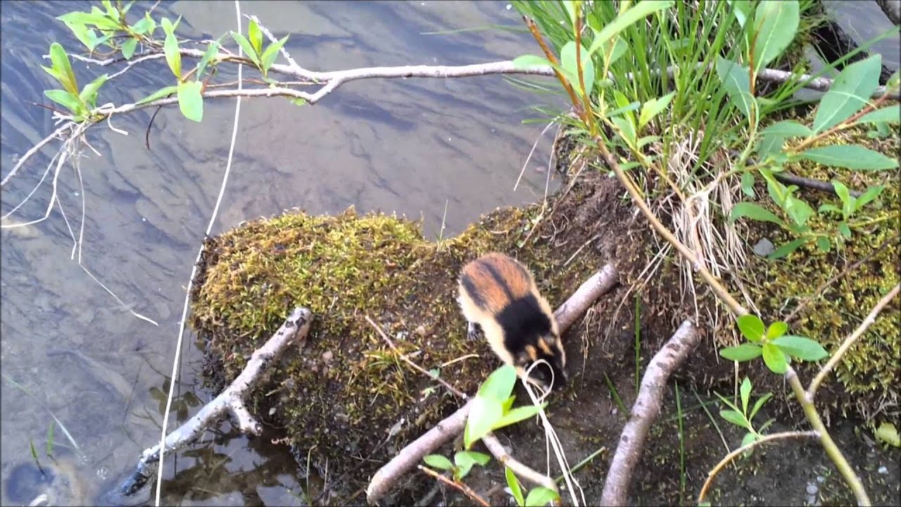 Lemmings